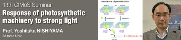 The 13th CIMoS Seminar <br>Response of photosynthetic machinery to strong light