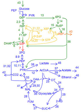  バクテリア（大腸菌）の中心代謝系の反応ネットワーク